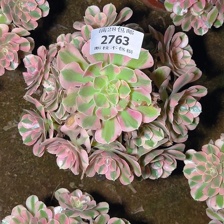 2763粉女巫多肉植物