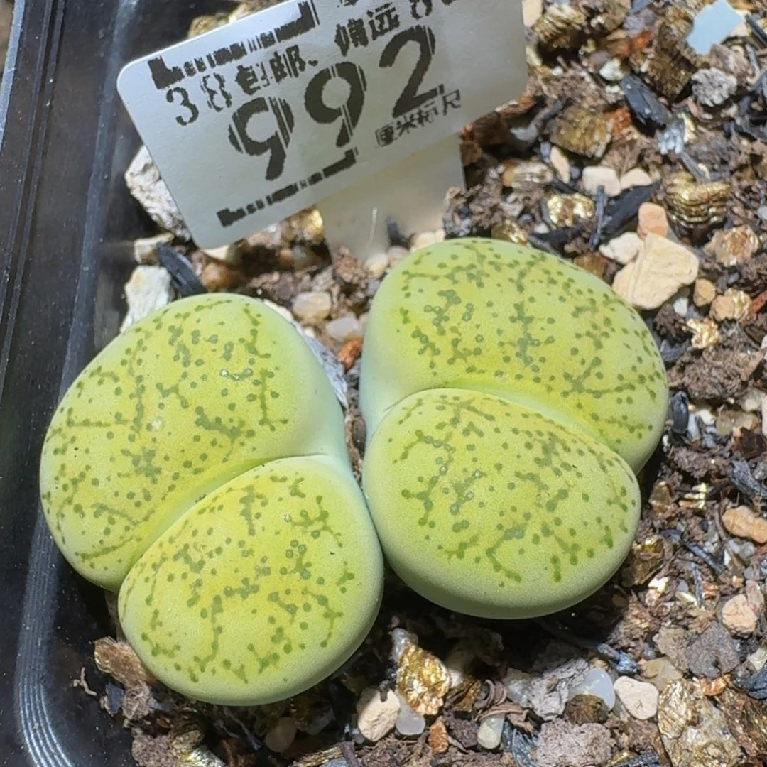 Ssss精品生石花992