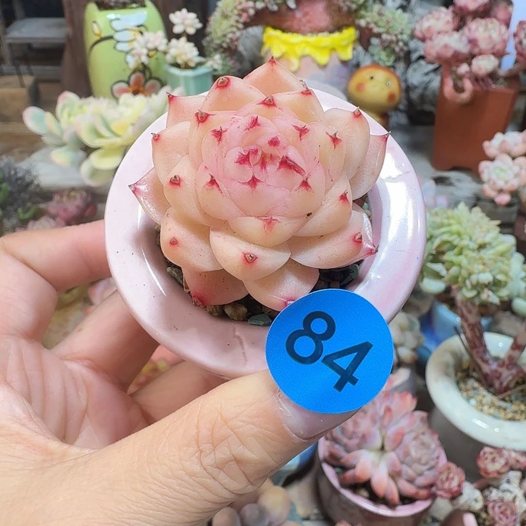 84 多肉含盆土 30元包邮非偏远