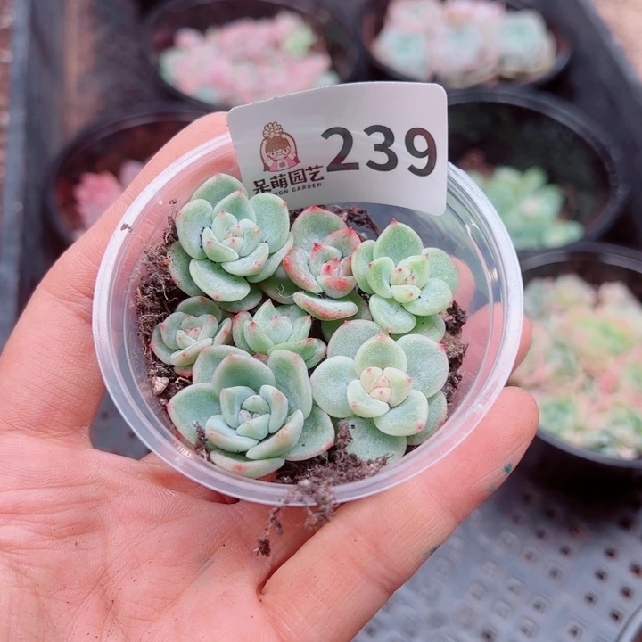 多肉植物多肉植物