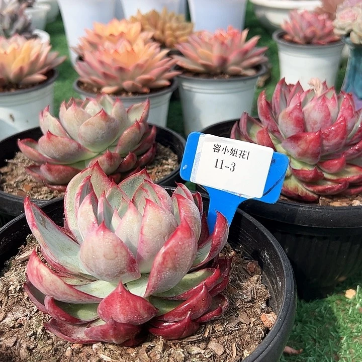 11.3惊鸿一个多肉植物