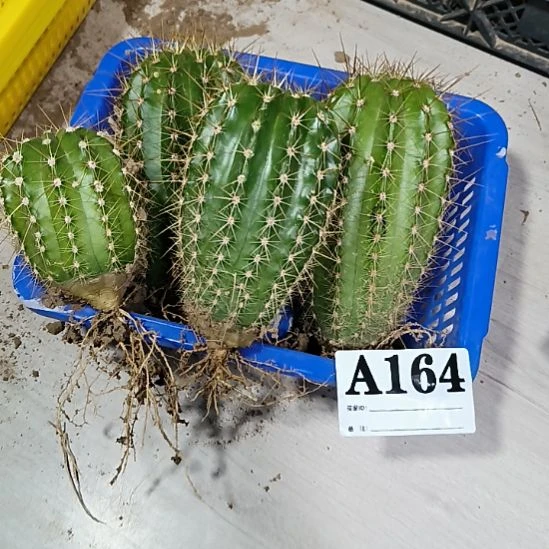 当前无花栽培后可以开花a164