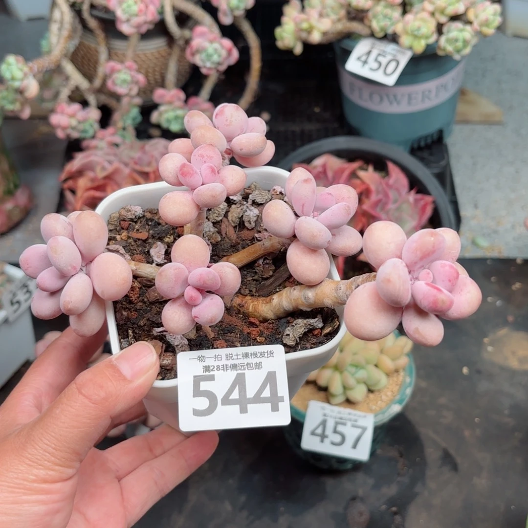 大桃蛋老桩无盆土发货