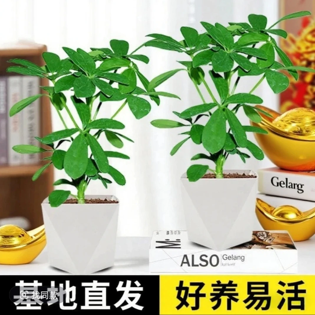 发二套【买一送一】八方来财鸭脚木盆栽室内绿植好养可水培四季常青