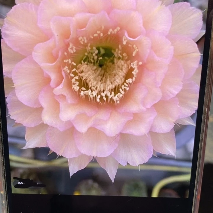 彩草新8号侧芽2公分左右