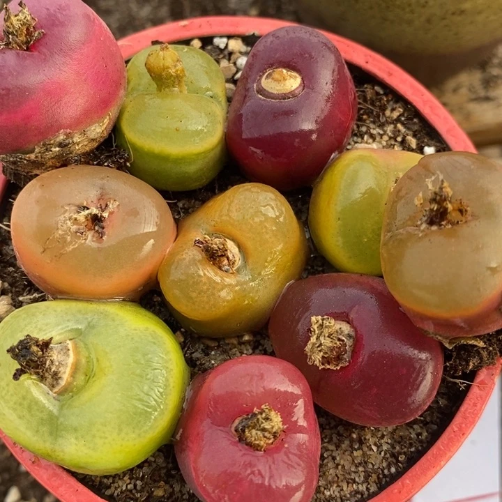 1751组合彩蟠桃一组