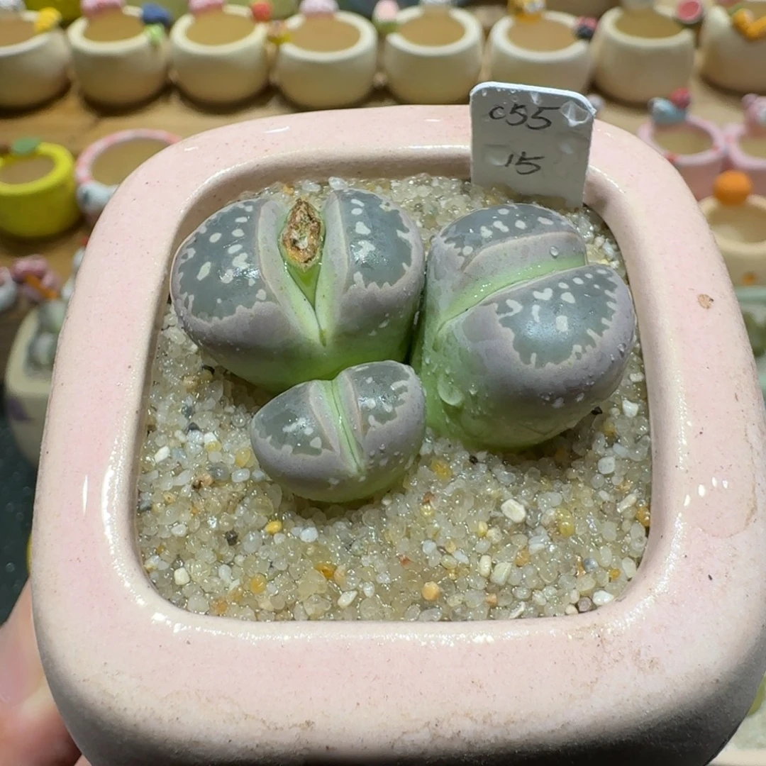 蘑菇1202橄榄多肉植物