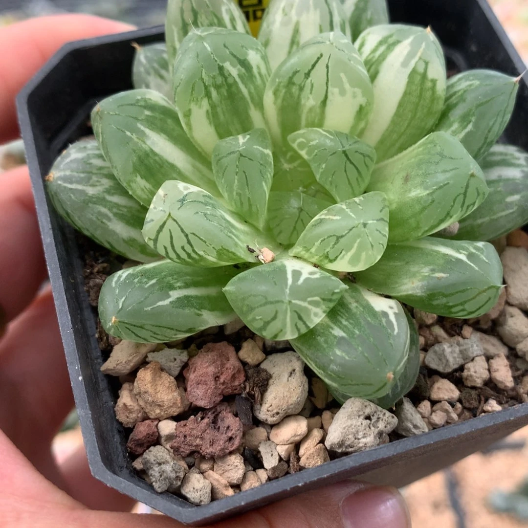 424苏锦多肉植物123
