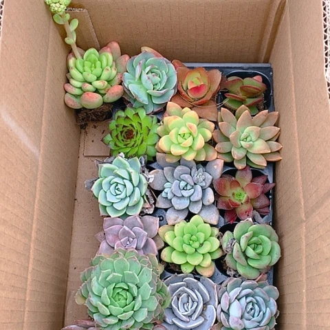 【闪购商品】573号多肉组合