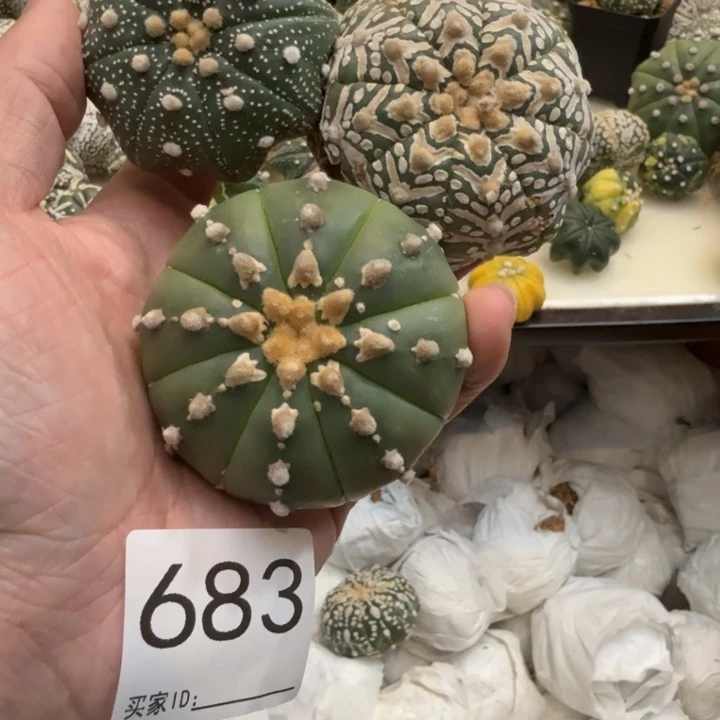 兜星球仙人球683号