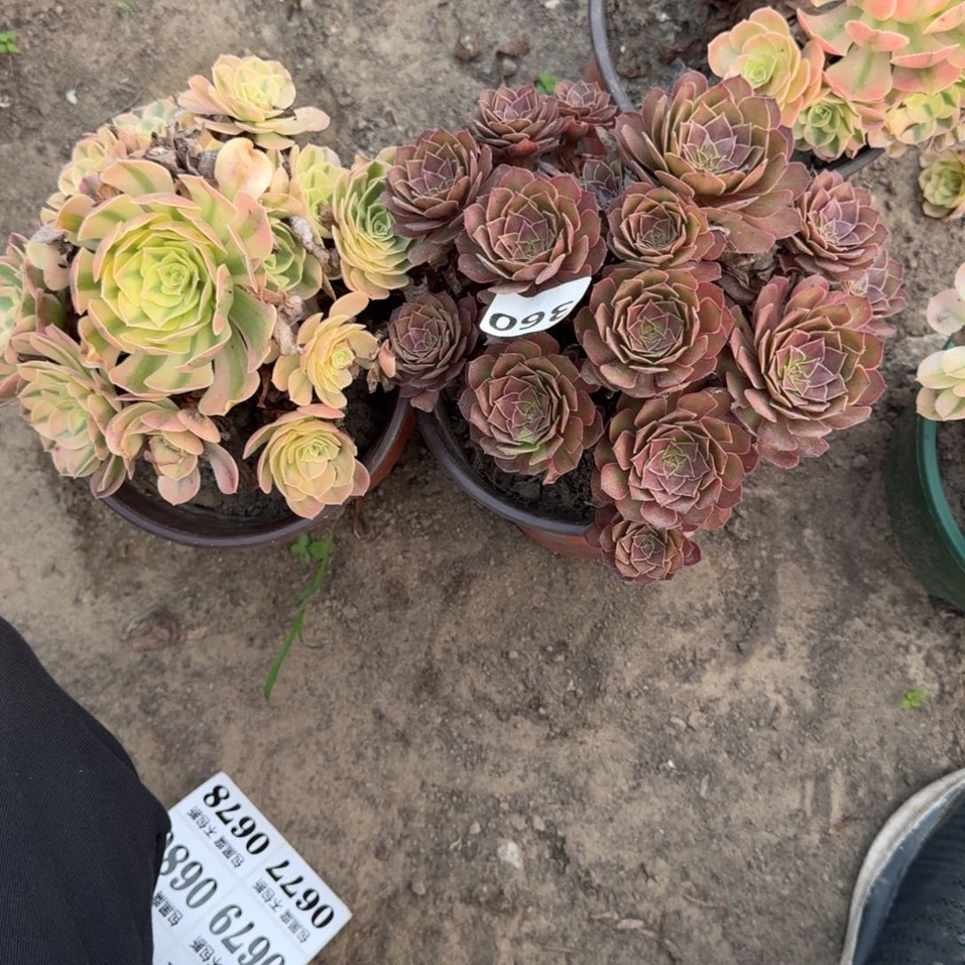 17-29法师玉滋 桃花石 360