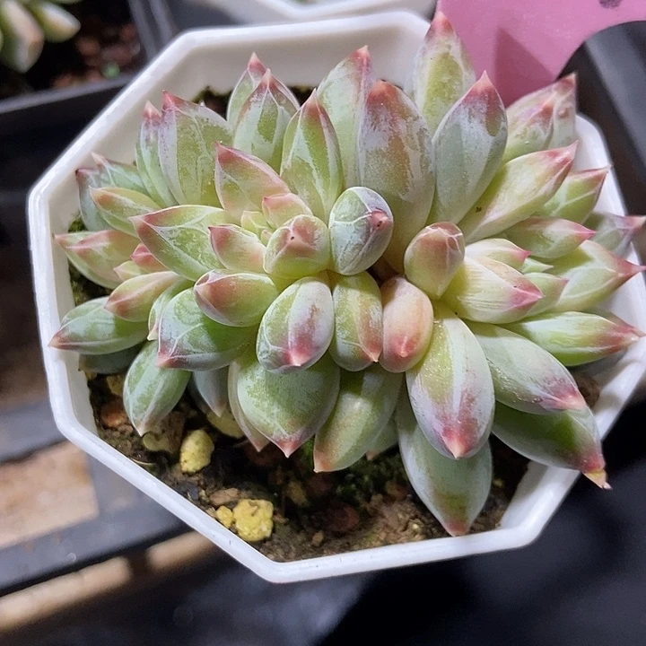 多肉植物伊丽莎白群929