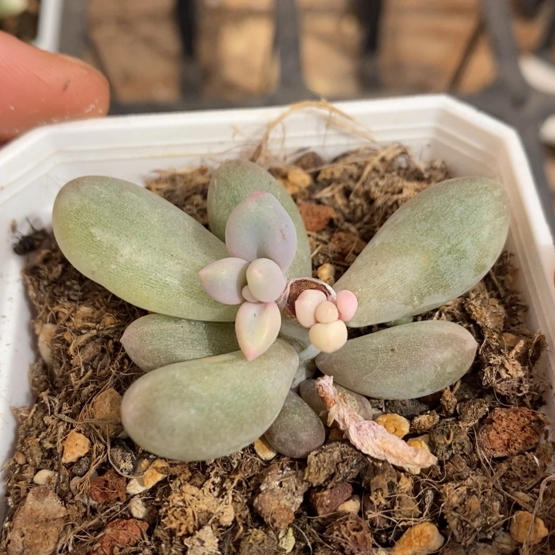 奶酪锦多肉植物9226
