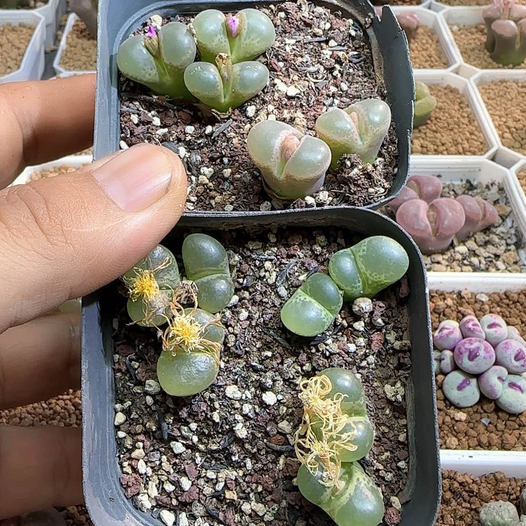 ****岚哈哈哈哈哈哈哈哈54011