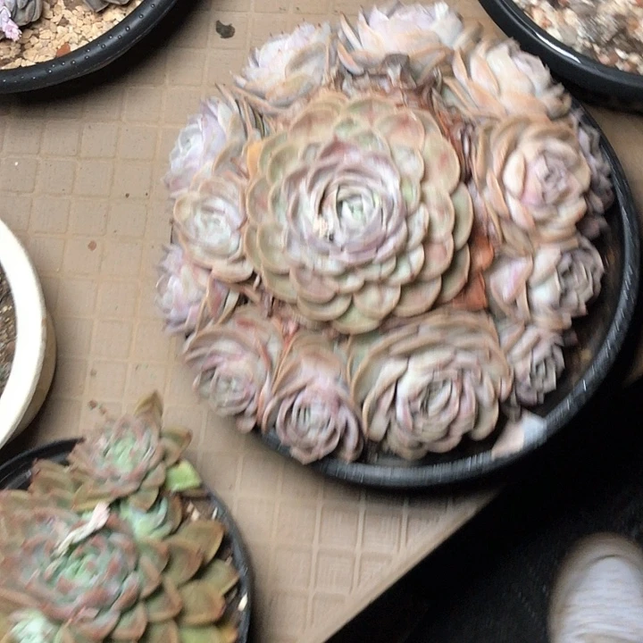 阳**丽123////////////////