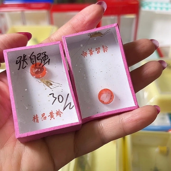 张***强蟋蟀哈哈哈哈哈哈哈哈哈哈
