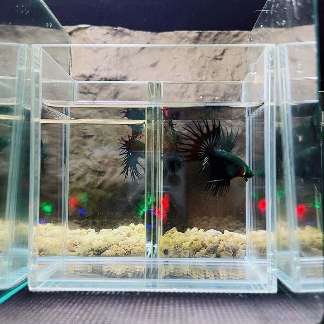 斗鱼精品精品家哦精品精品