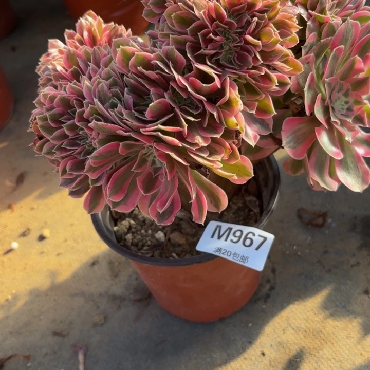 瑞妈，，。。。。。967。女巫缀，