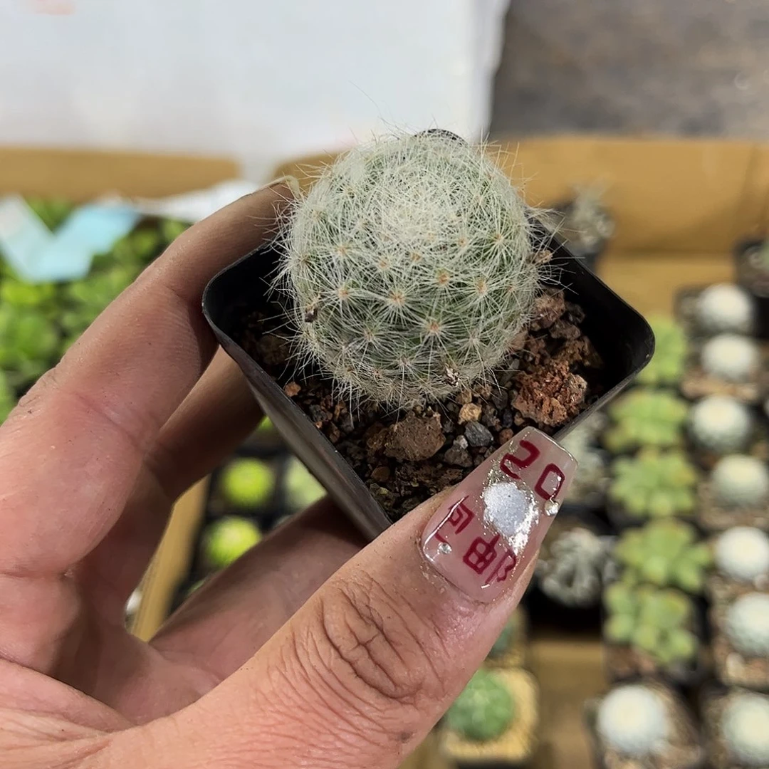 芳香丸单头发货有根