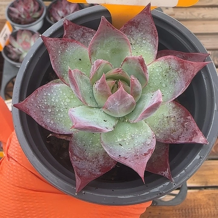 72 惊鸿仙子多肉植物