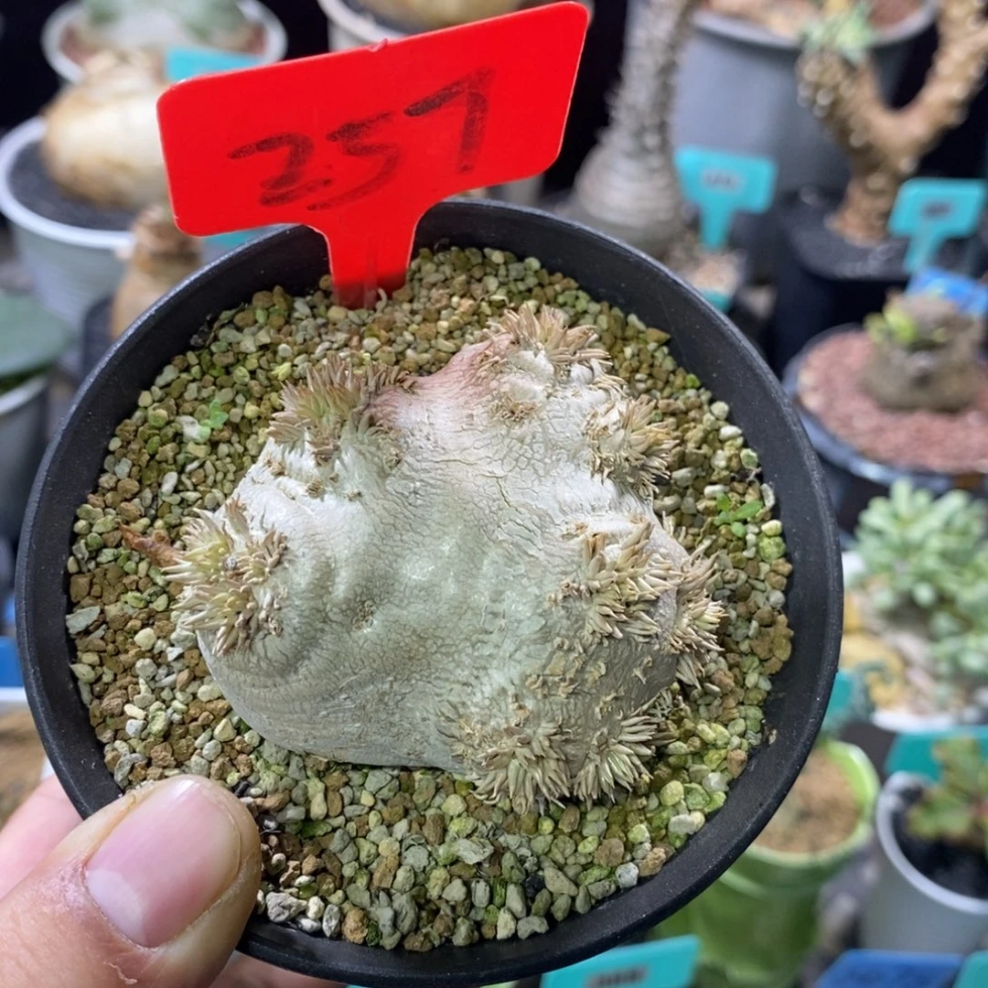 产地慧比须笑多肉