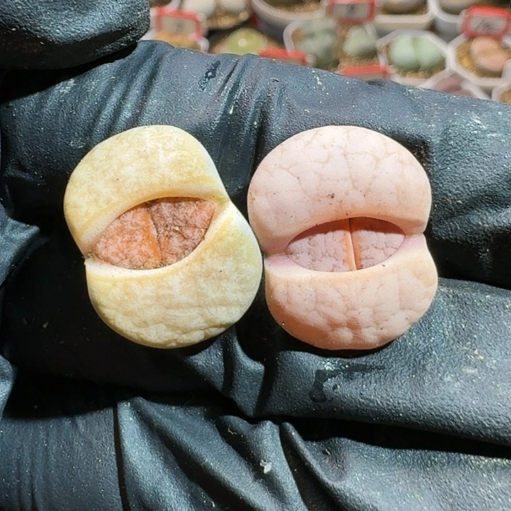 生石花111111。   266