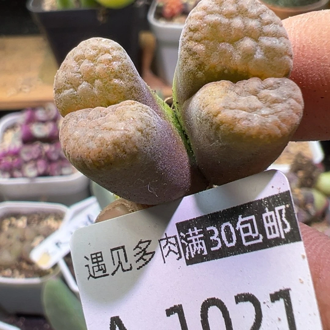 多肉植物111111111111