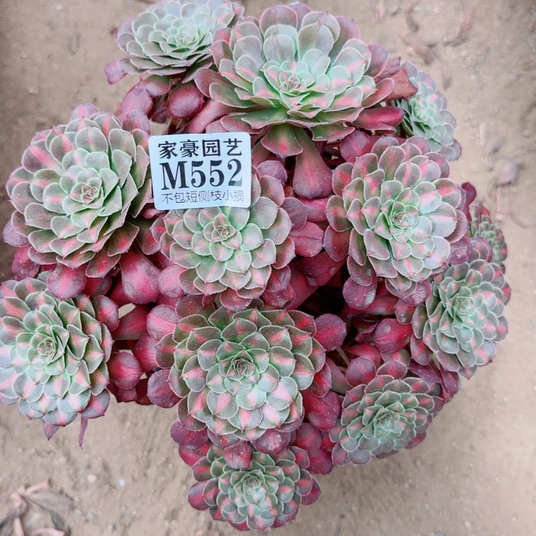 黑同湖发师552冠幅20