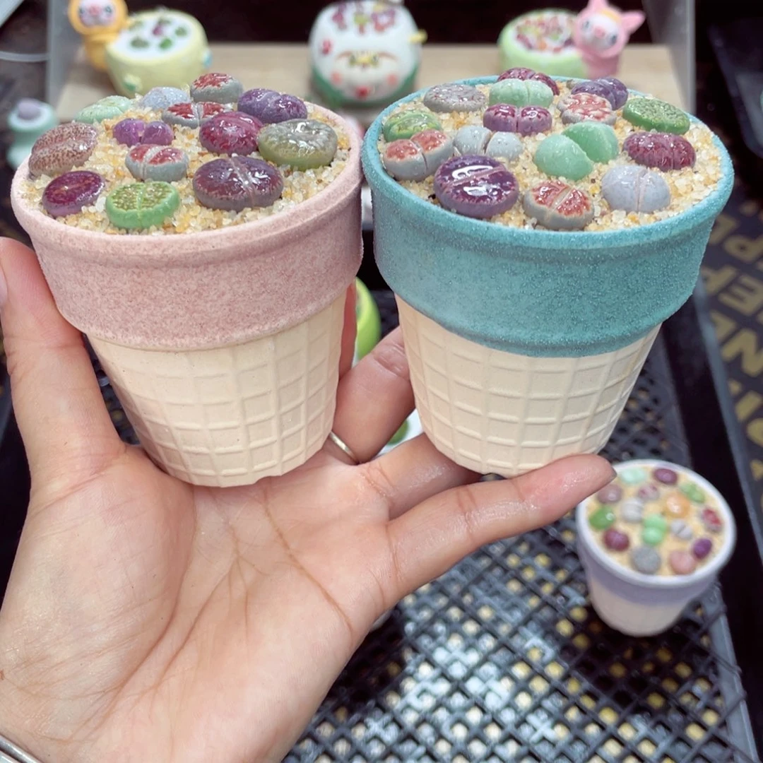 w5964 带盆土发货一物一拍