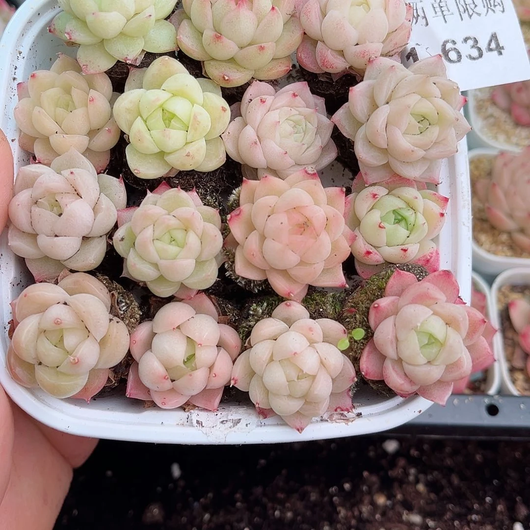 1-634 新疆西藏内蒙不发12.8包邮2-3公分多肉