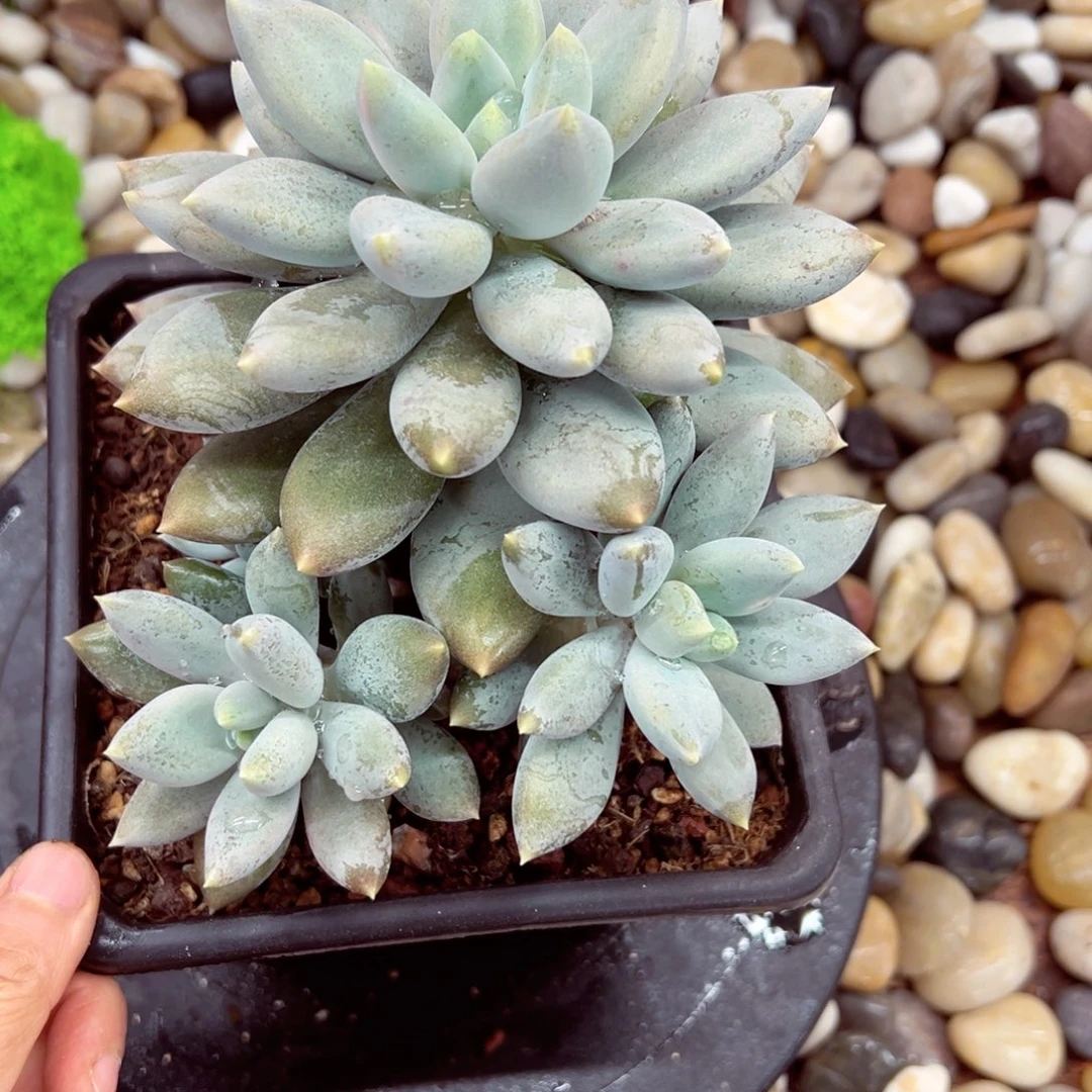 幸*呜呜呜呜呜呜呜呜呜谢谢