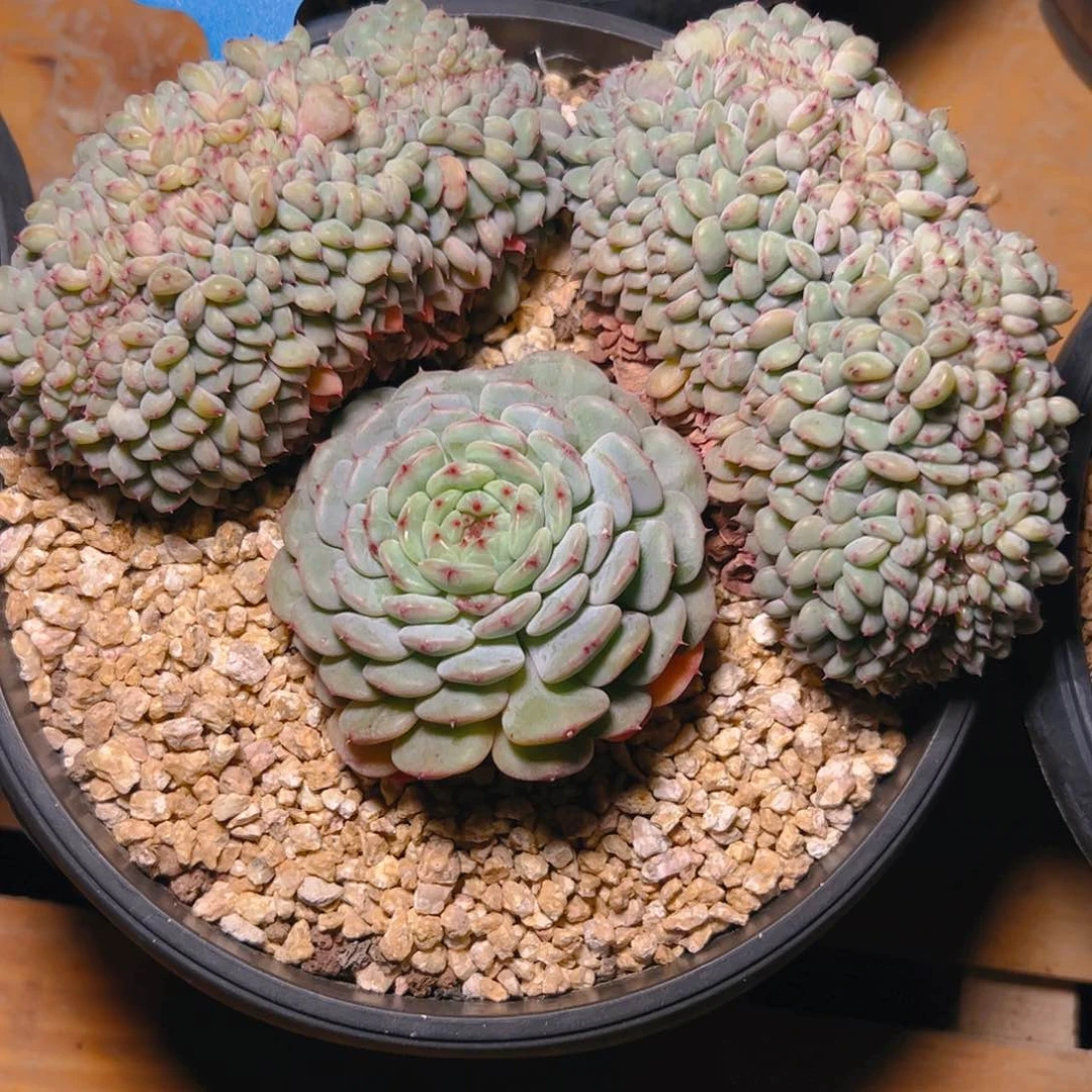 铭****n白胖子缀200号一物一拍