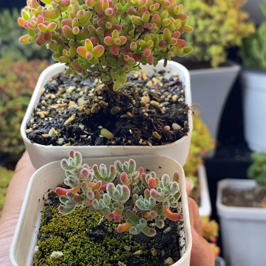 完全开放21号蜜橘2个