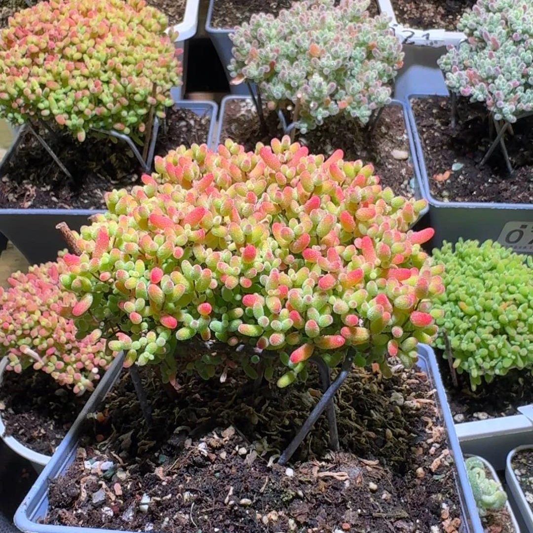 枝干番杏金桔糖球048