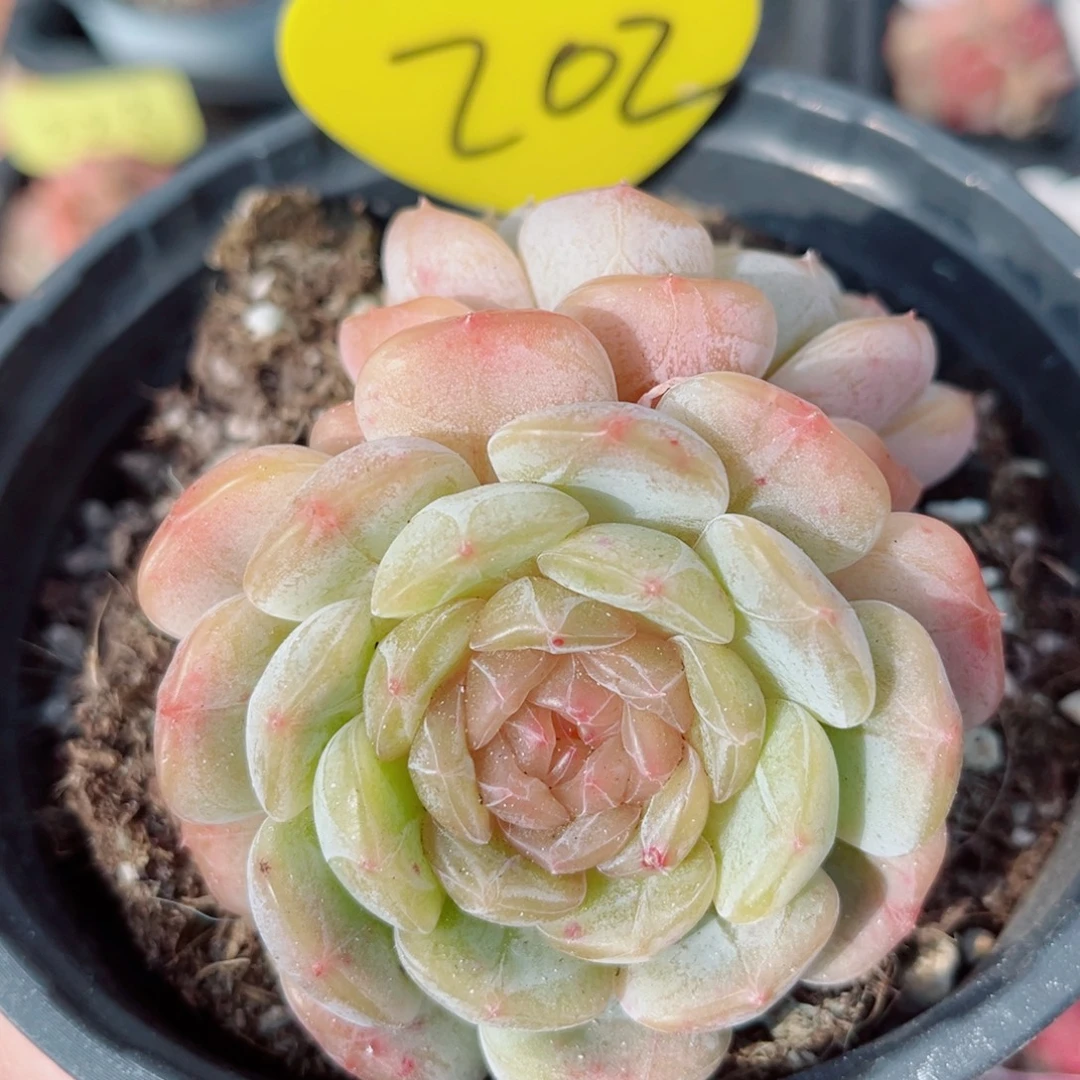 202号小老桩白恋双头