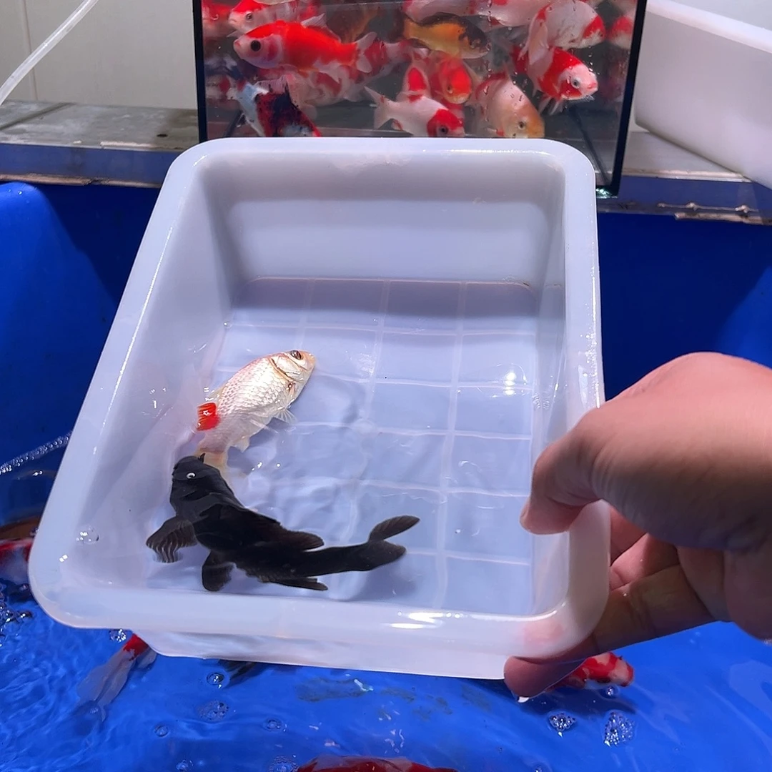 ****°海水观赏鱼福利多多8