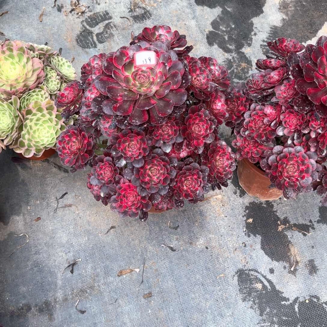 无花朵鑫*139丽娜多肉植物