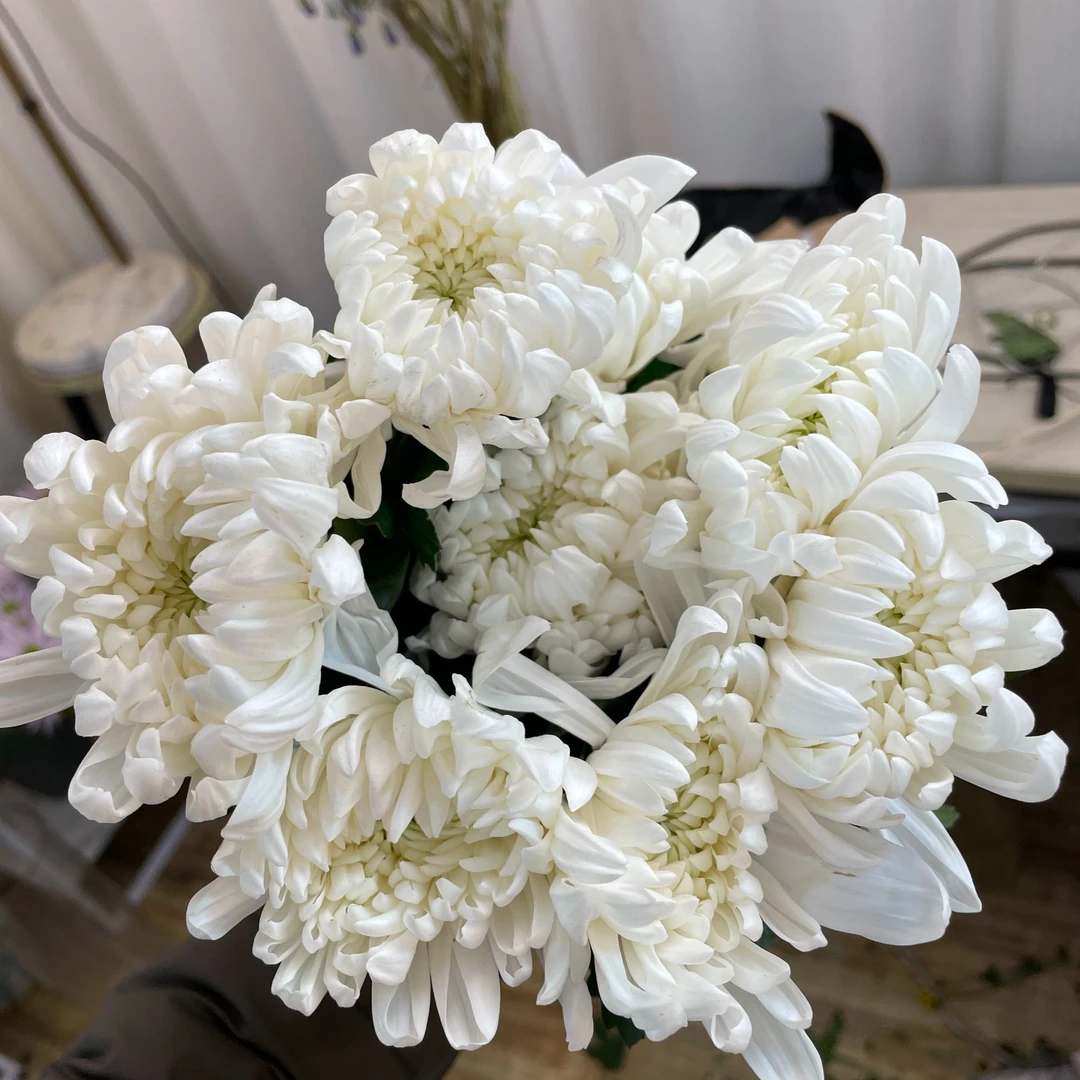 大白菊（单头）全店1-5扎1个运费