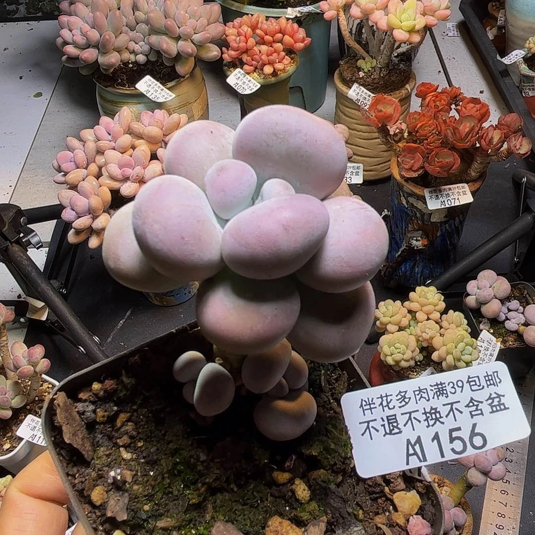 芭比奶酪156/5cm多肉