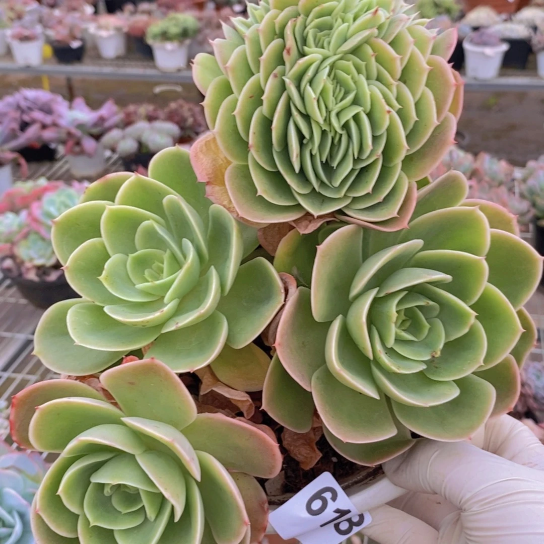 6198星纳塔缀化一物一拍