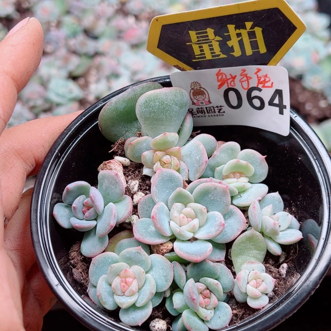 多肉植物多肉植物
