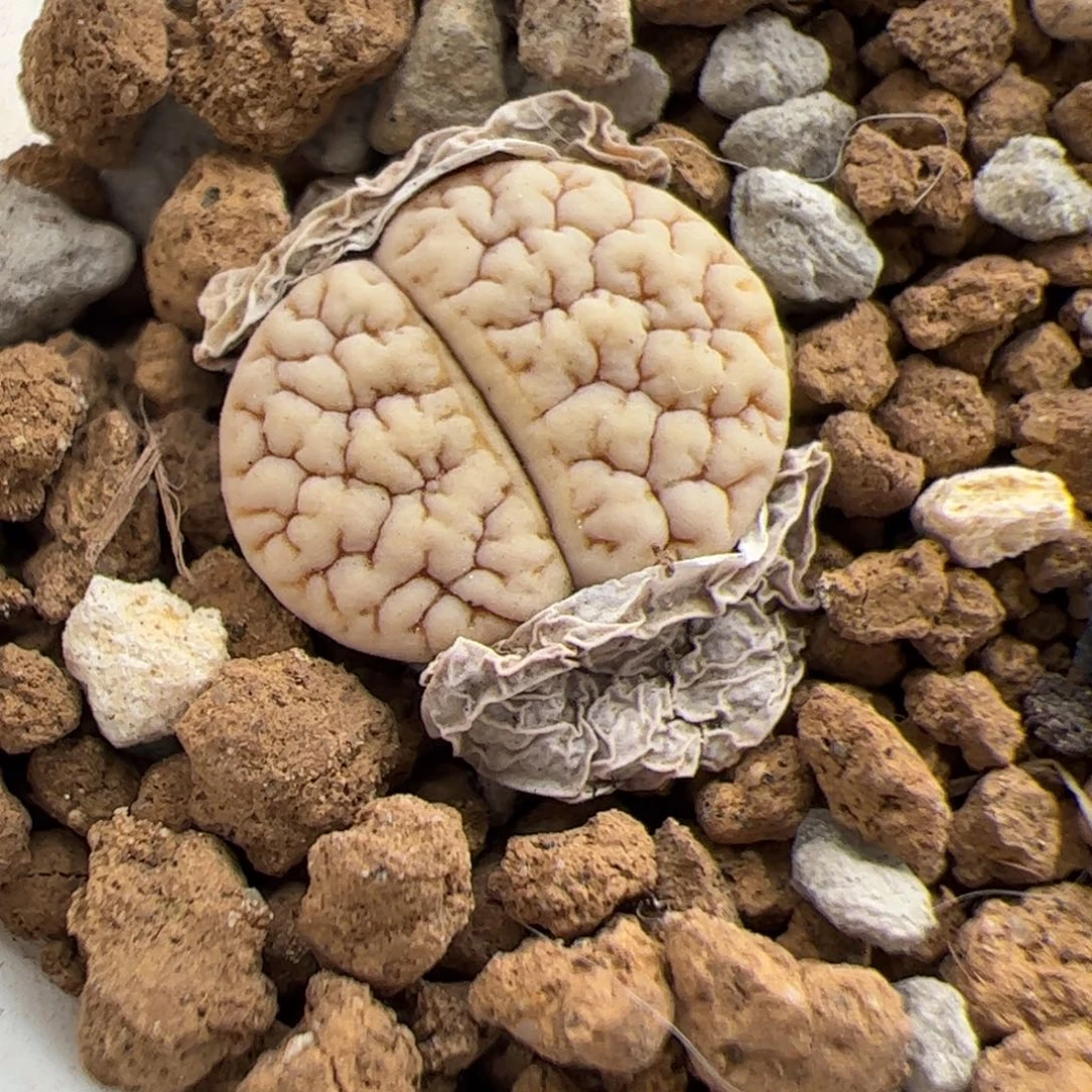 0448号 蛙后 189 多肉植物