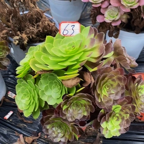 黑寡妇老桩花脸63号