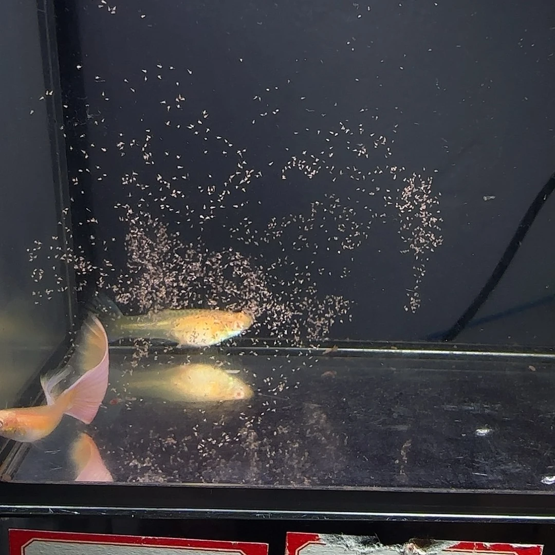 孔雀鱼极光幻彩一对