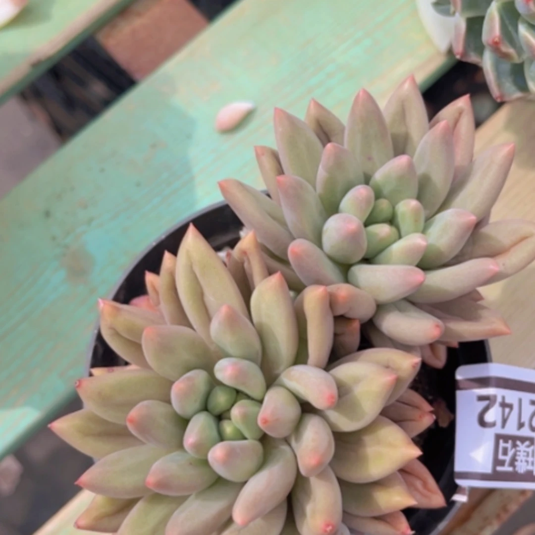 【闪购商品】水晶球02142