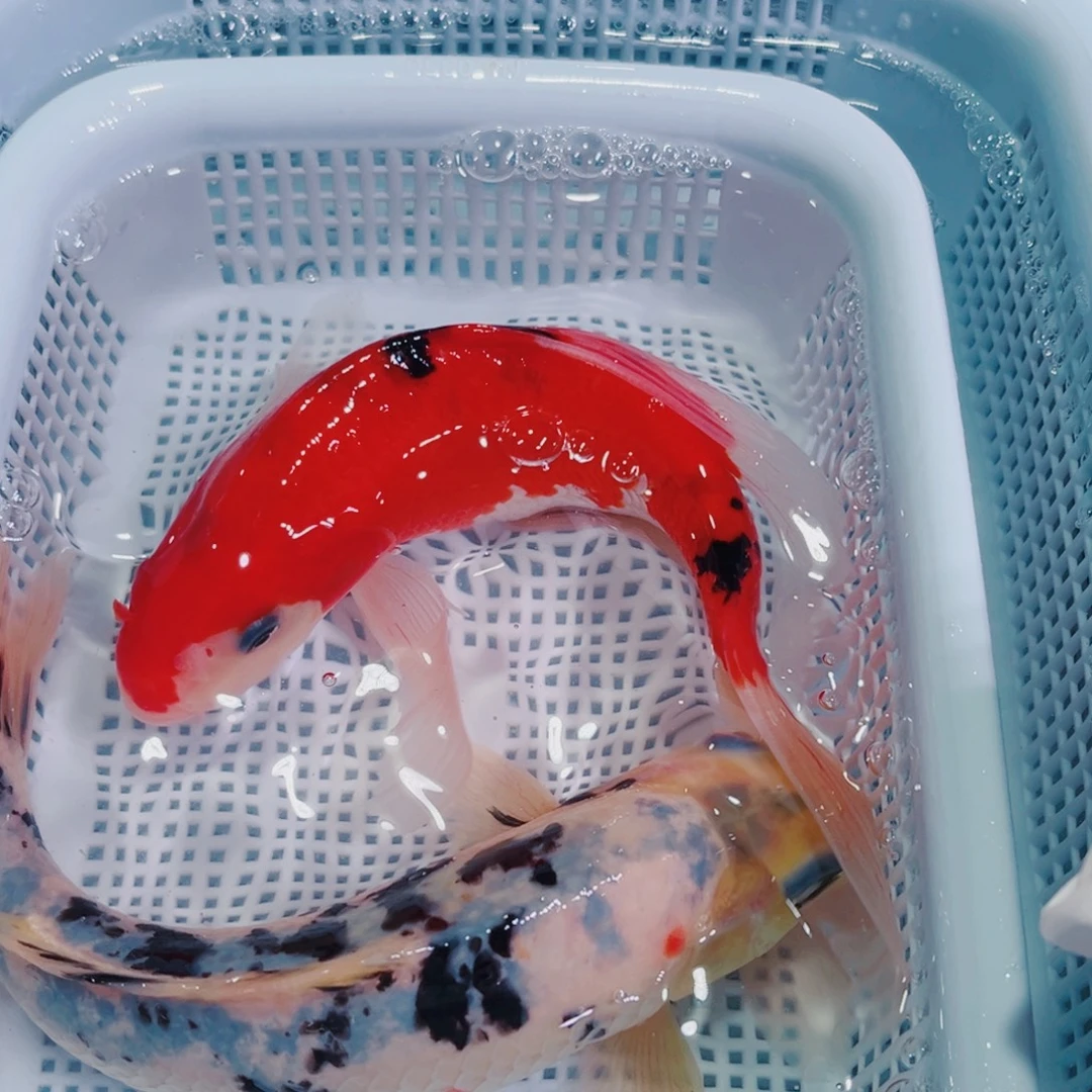 锦鲤锦鲤冷水鱼观赏126