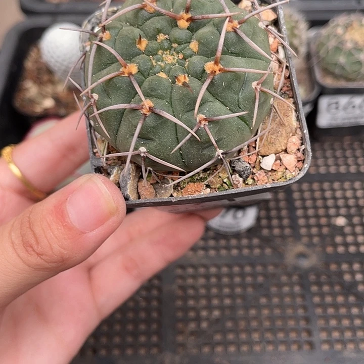 871裸鄂杂仙人球植物