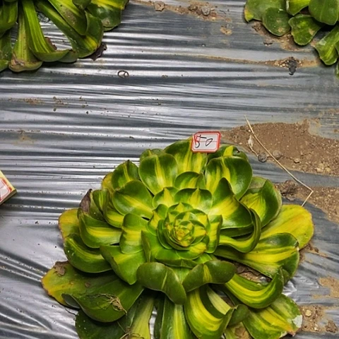 暴君法师法师50链接