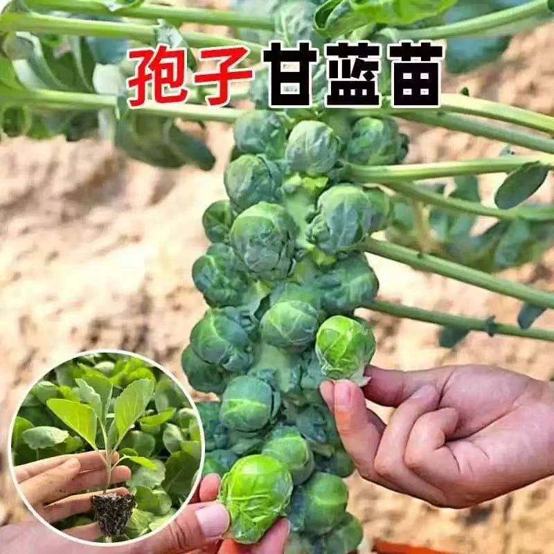 孢子甘蓝苗可四季播种适合阳台种植的小型芽球包心菜