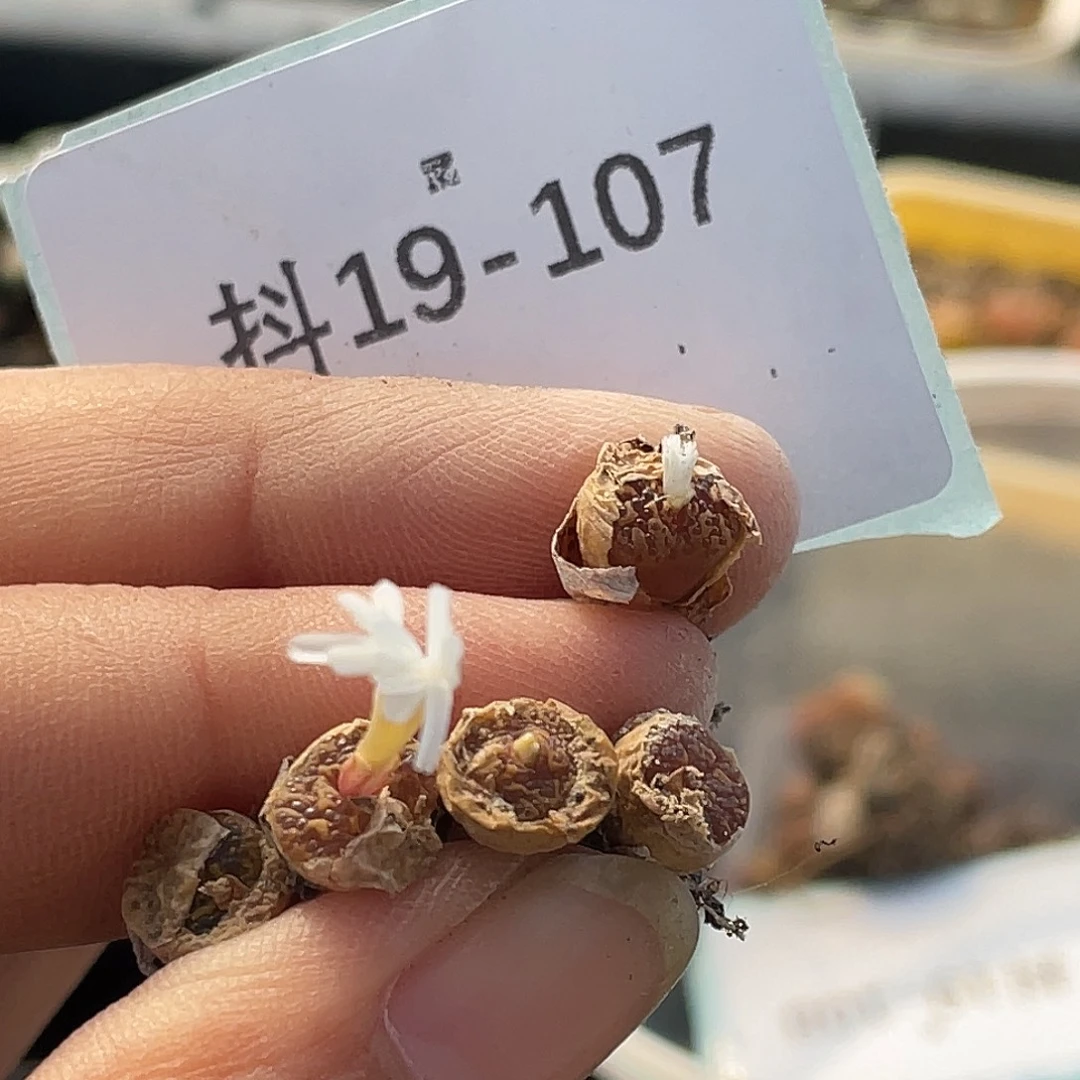 19-107肉锥多肉植物